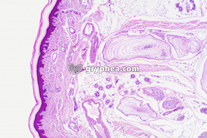 Peau du doigt avec corpuscules de Pacini x10 - gryphea.com